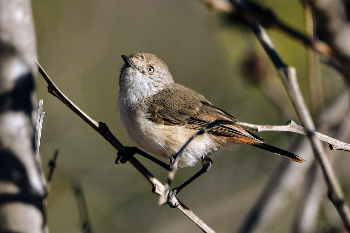 Chestnut-rumped Thornbill - ML614008794