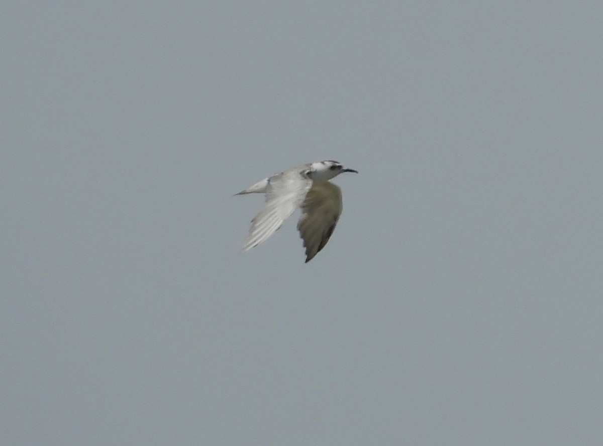 Black Tern - ML614008805