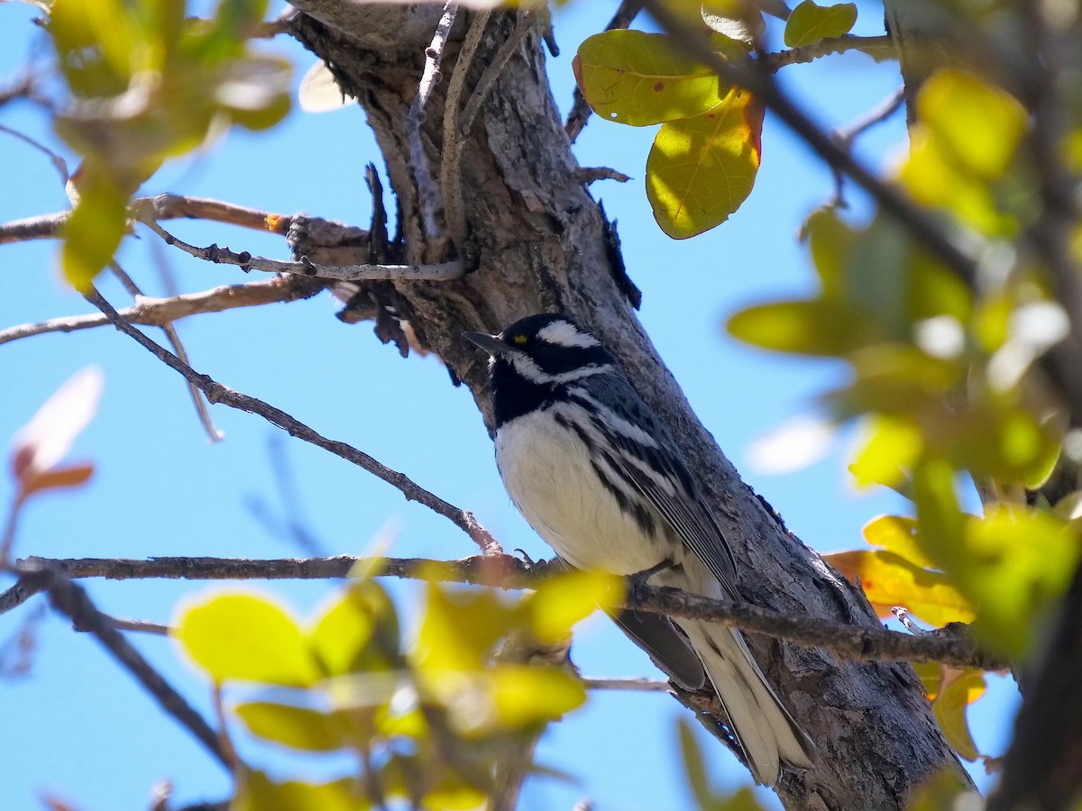 Black-throated Gray Warbler - ML614008806