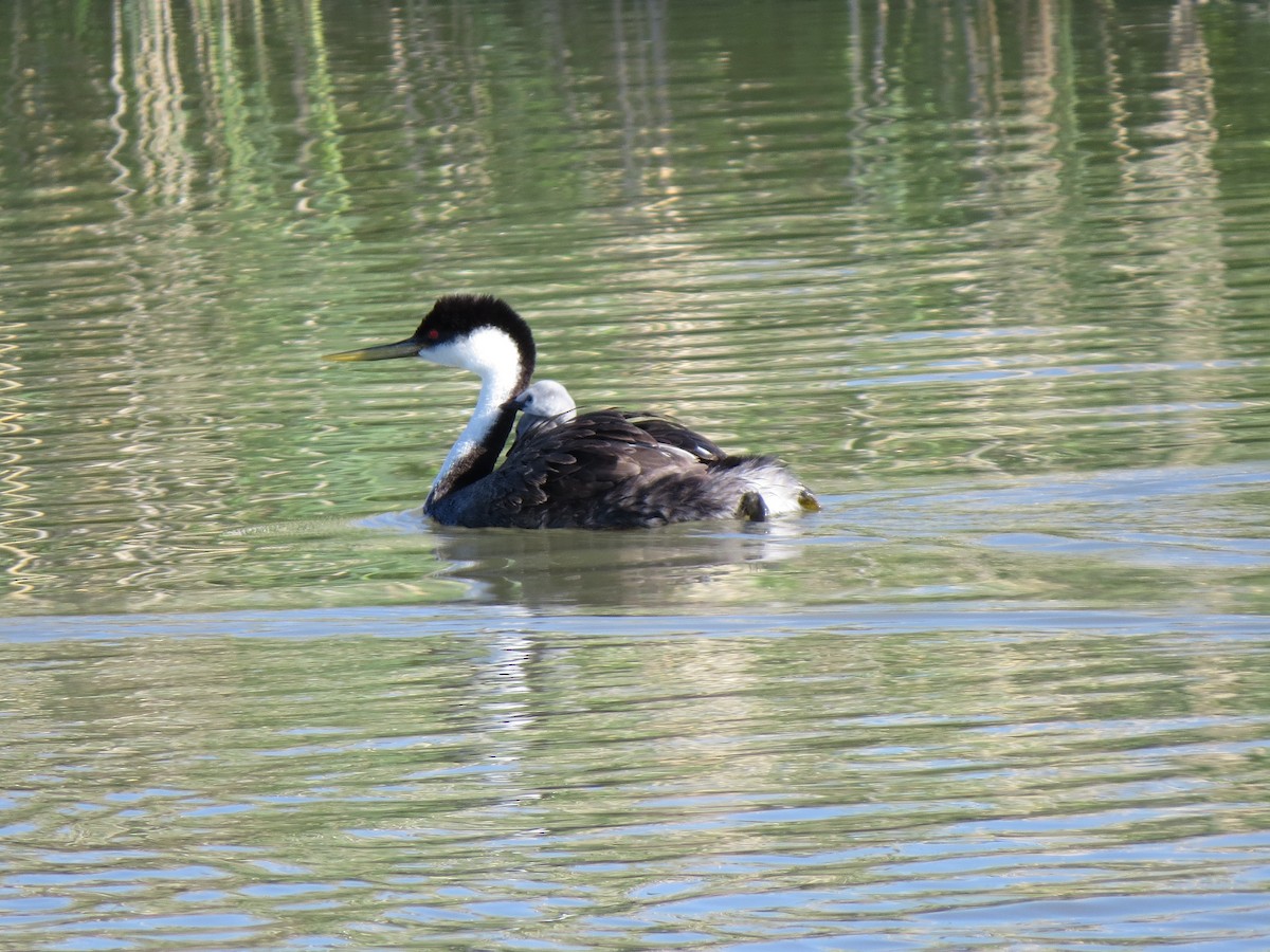 Western Grebe - Marya Moosman