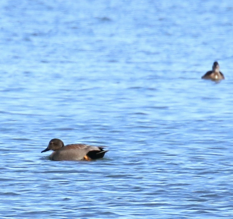 Gadwall - ML614008817