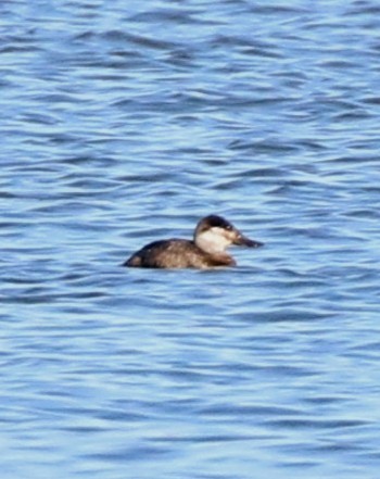 Ruddy Duck - ML614008820