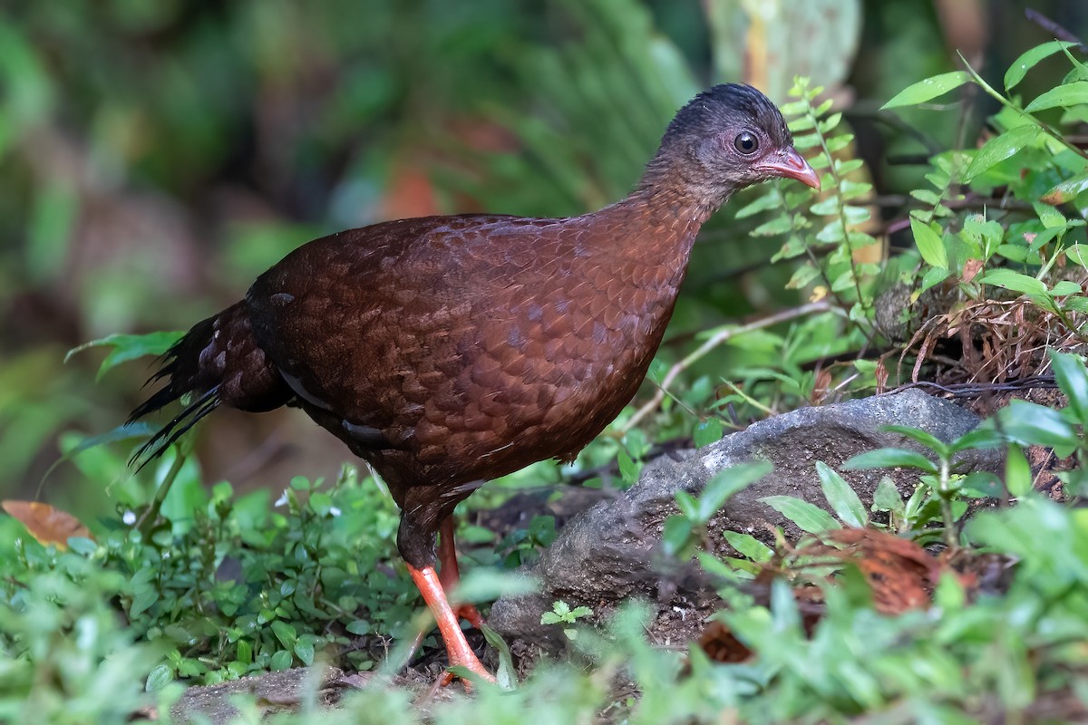 Sri Lanka Spurfowl - ML614008823