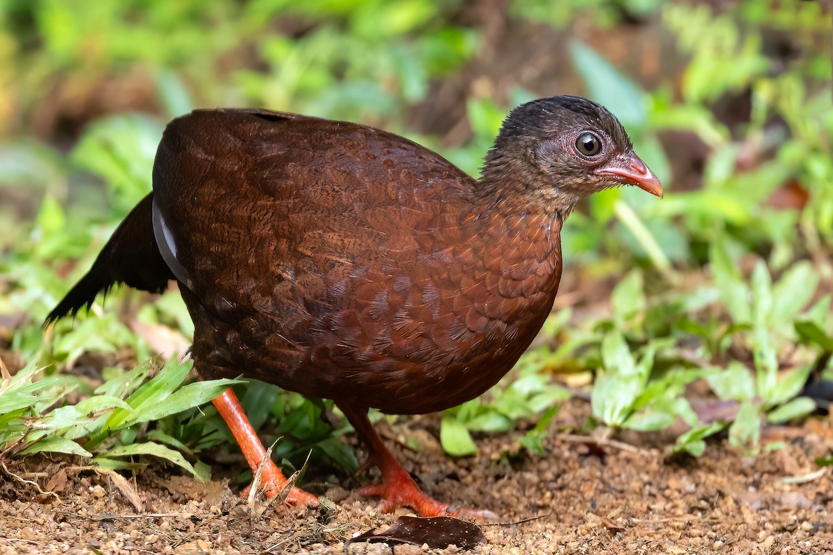 Sri Lanka Spurfowl - ML614008825