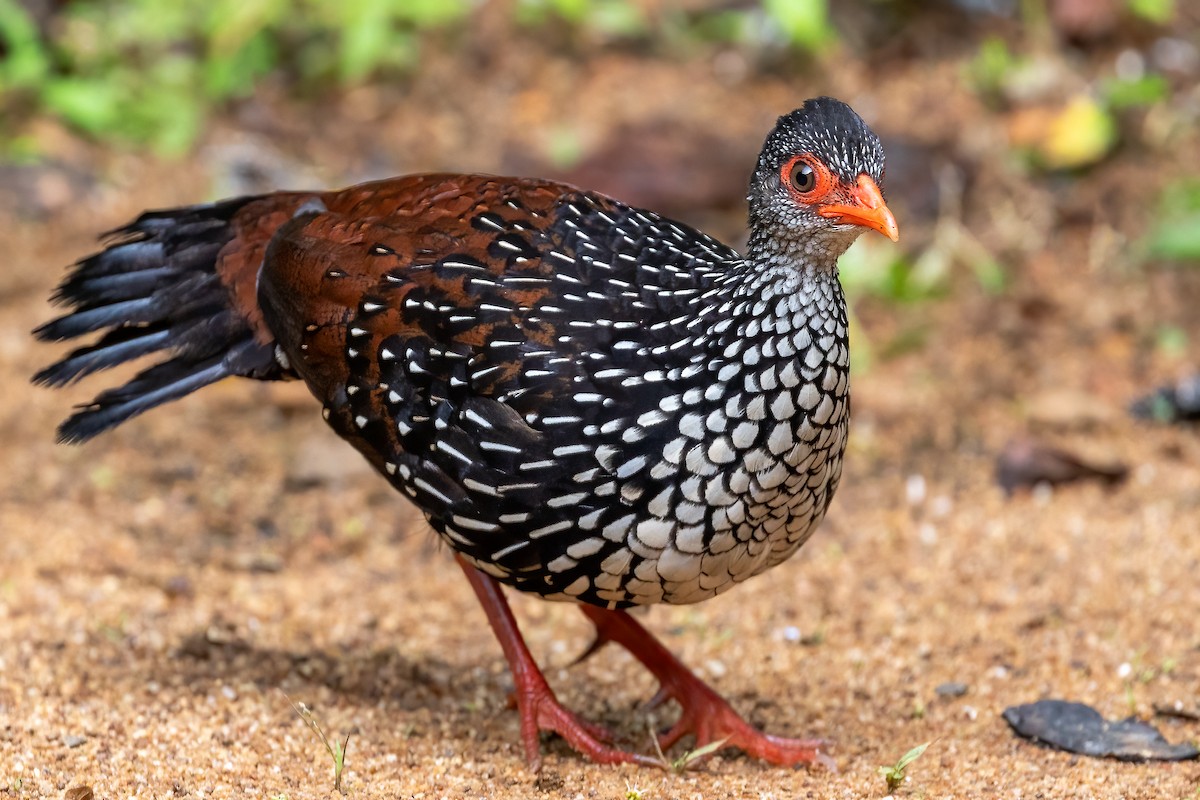 Sri Lanka Spurfowl - ML614008826