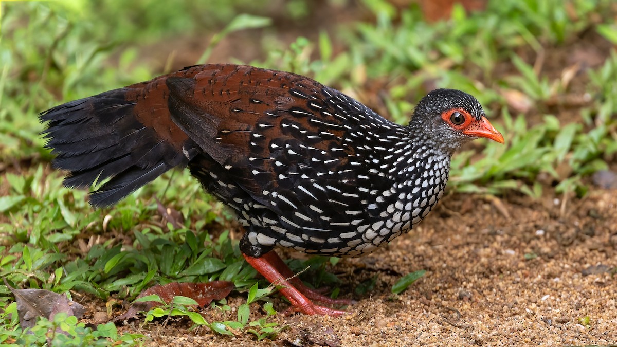 Sri Lanka Spurfowl - ML614008827