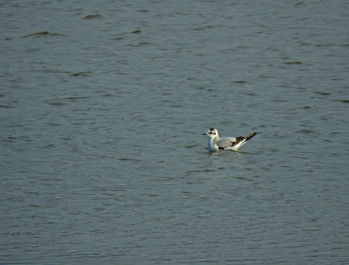 Little Gull - ML614008854