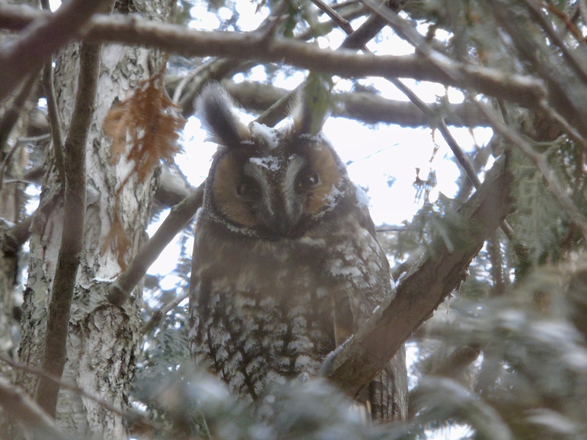 Long-eared Owl - ML614008863