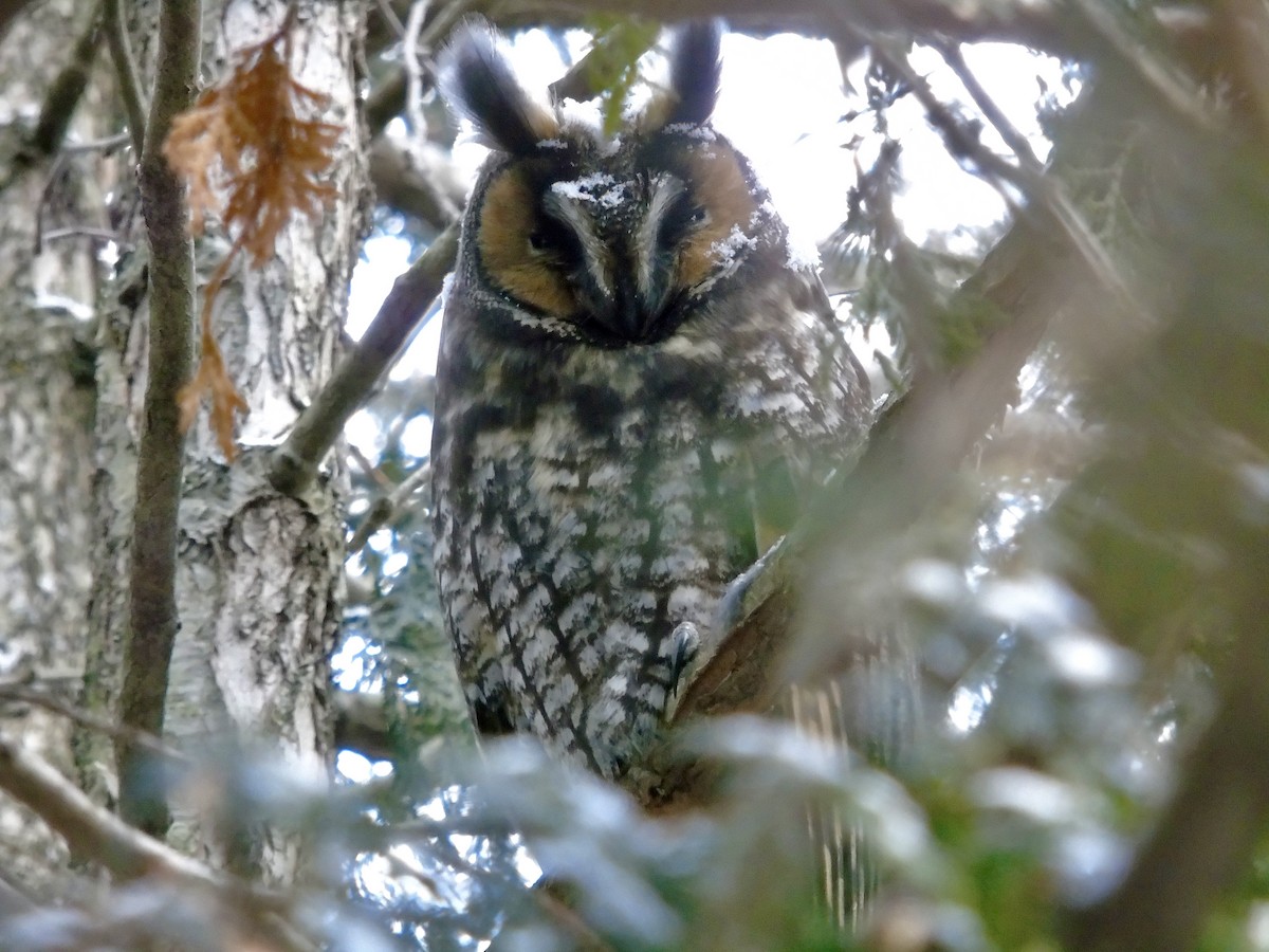 Long-eared Owl - ML614008864