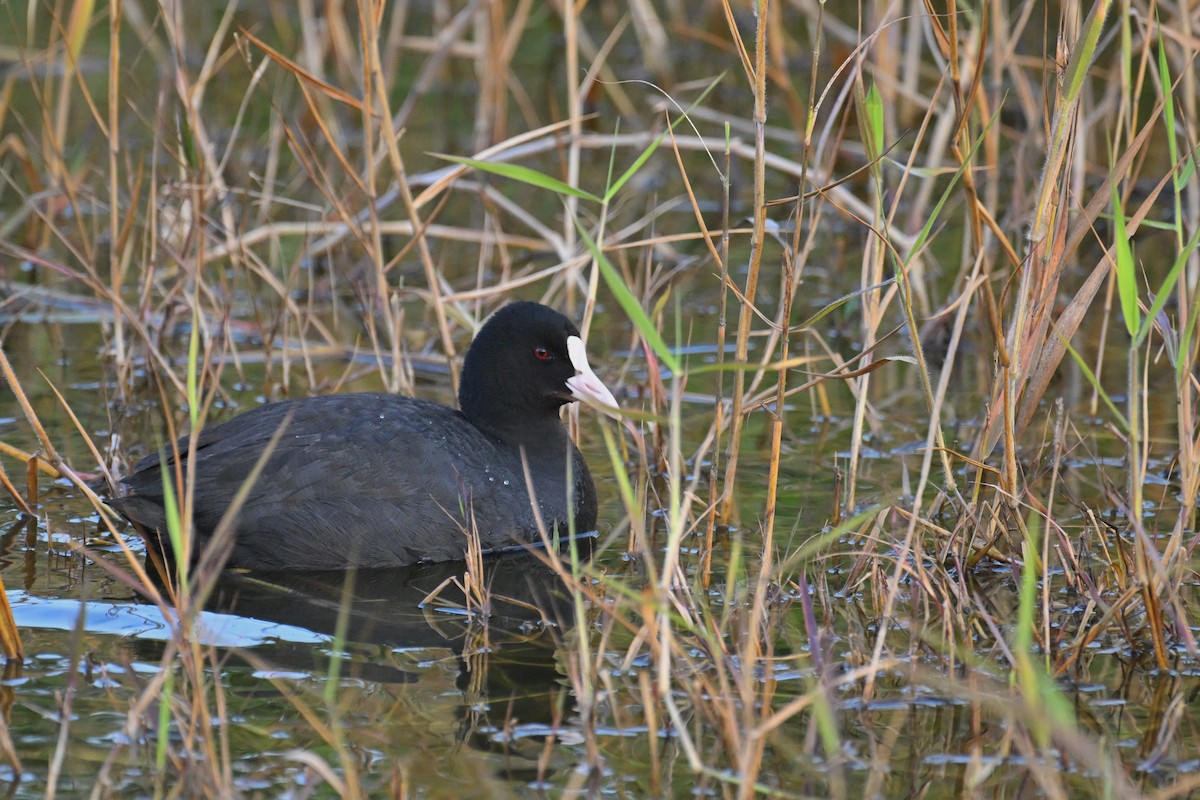 Eurasian Coot - ML614008865