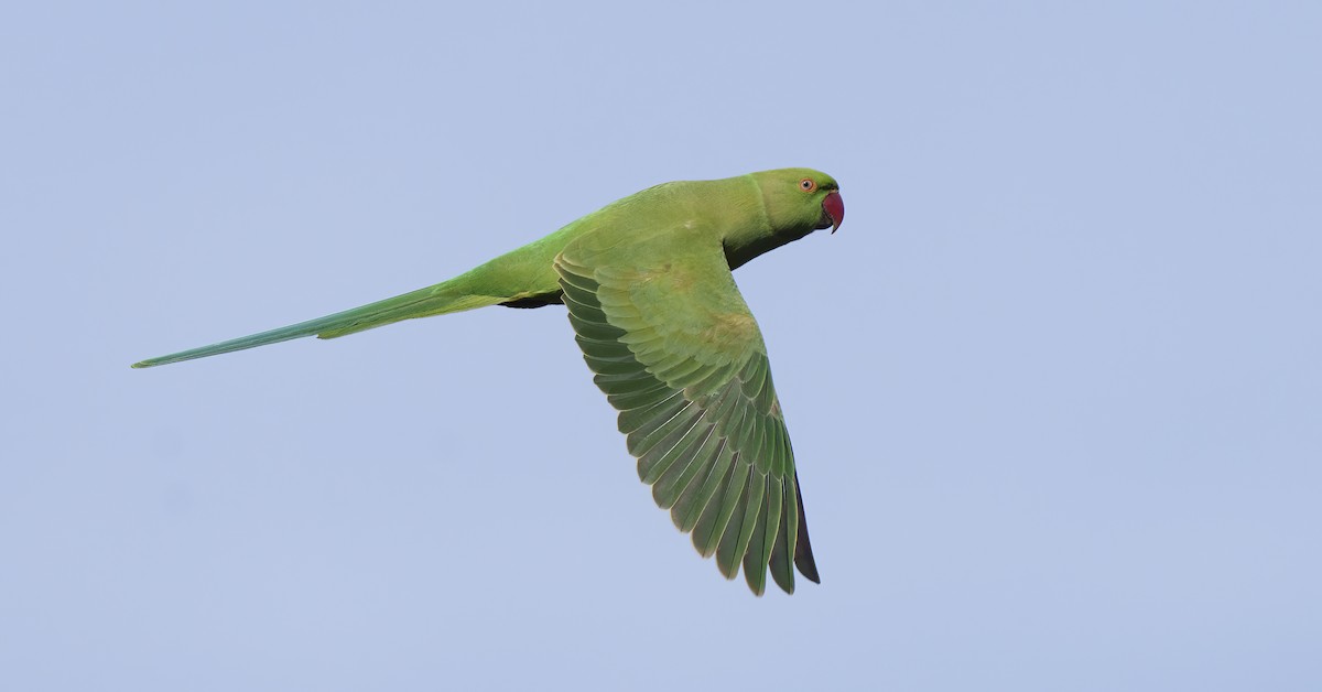 Rose-ringed Parakeet - ML614008880