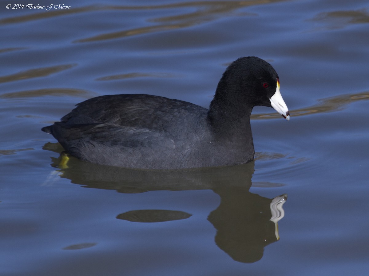 American Coot - ML614008883