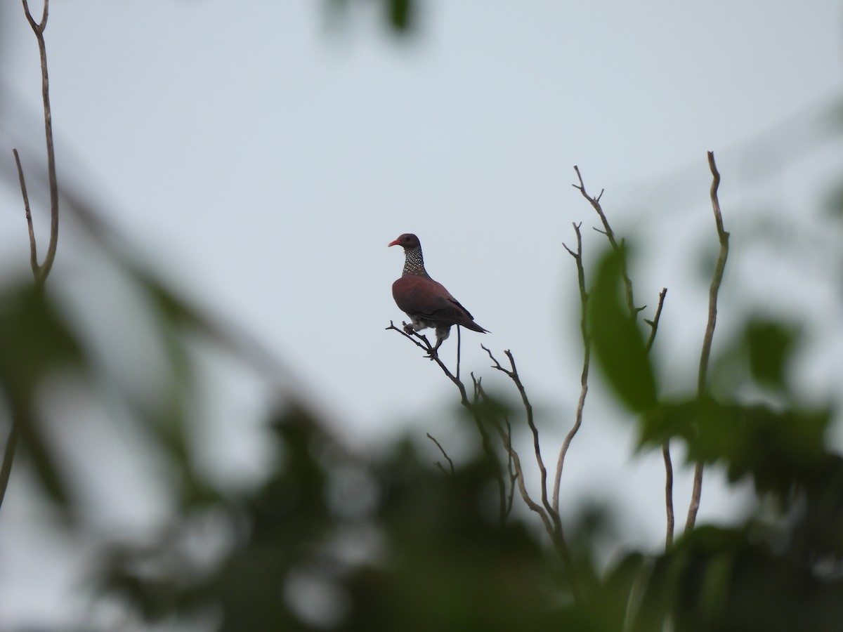 Scaled Pigeon - ML614008900
