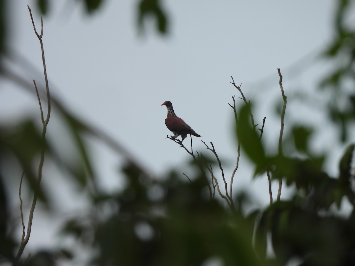 Scaled Pigeon - ML614008901