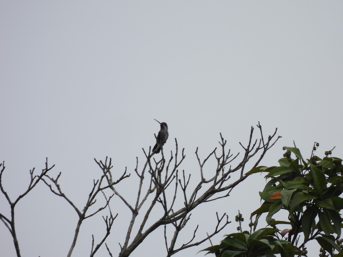 Long-billed Starthroat - ML614008921