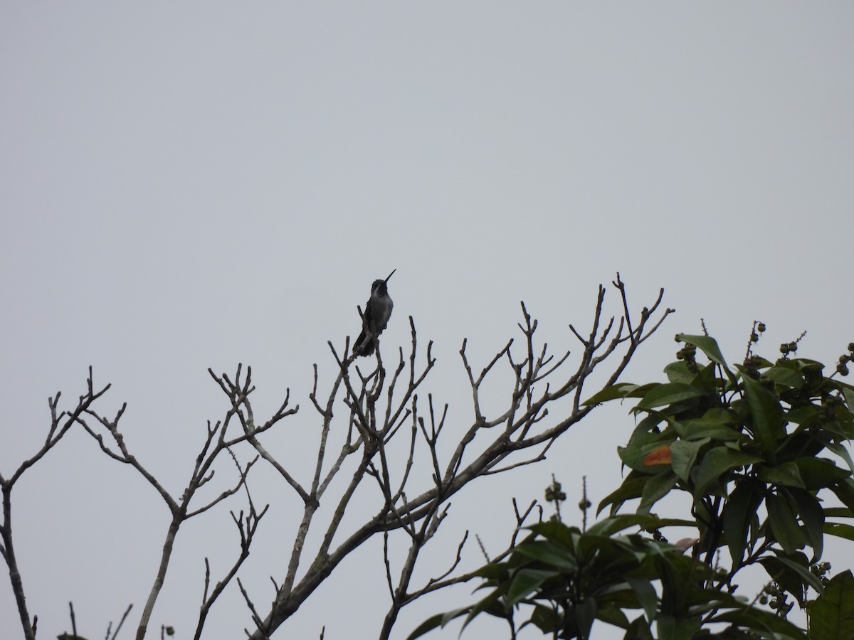 Long-billed Starthroat - ML614008922