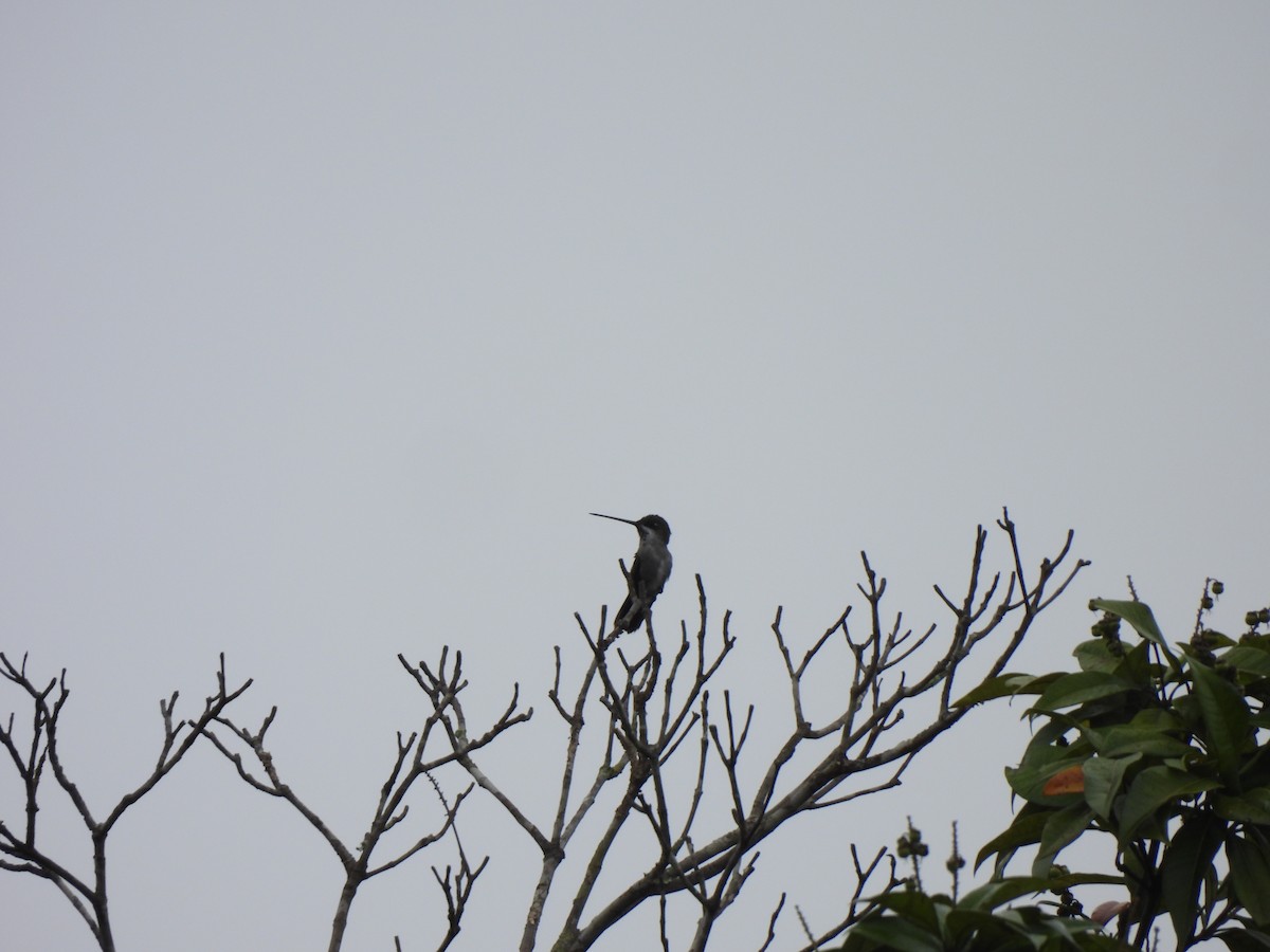 Long-billed Starthroat - ML614008923