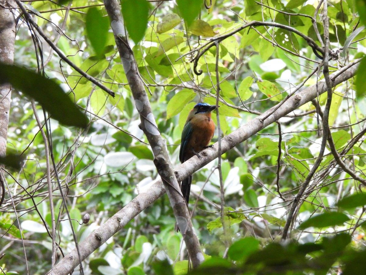 Amazonian Motmot - ML614008936