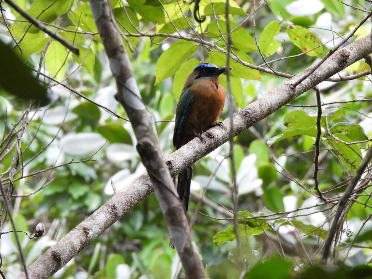 Amazonian Motmot - ML614008937