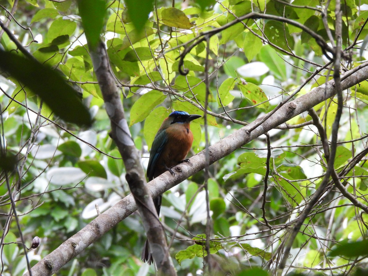 Amazonian Motmot - ML614008938