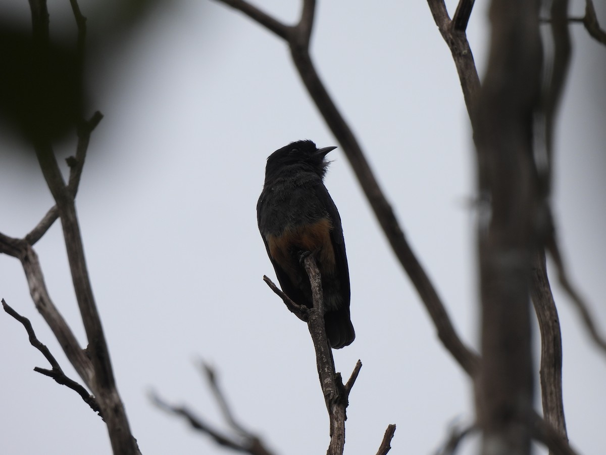 Swallow-winged Puffbird - ML614008939