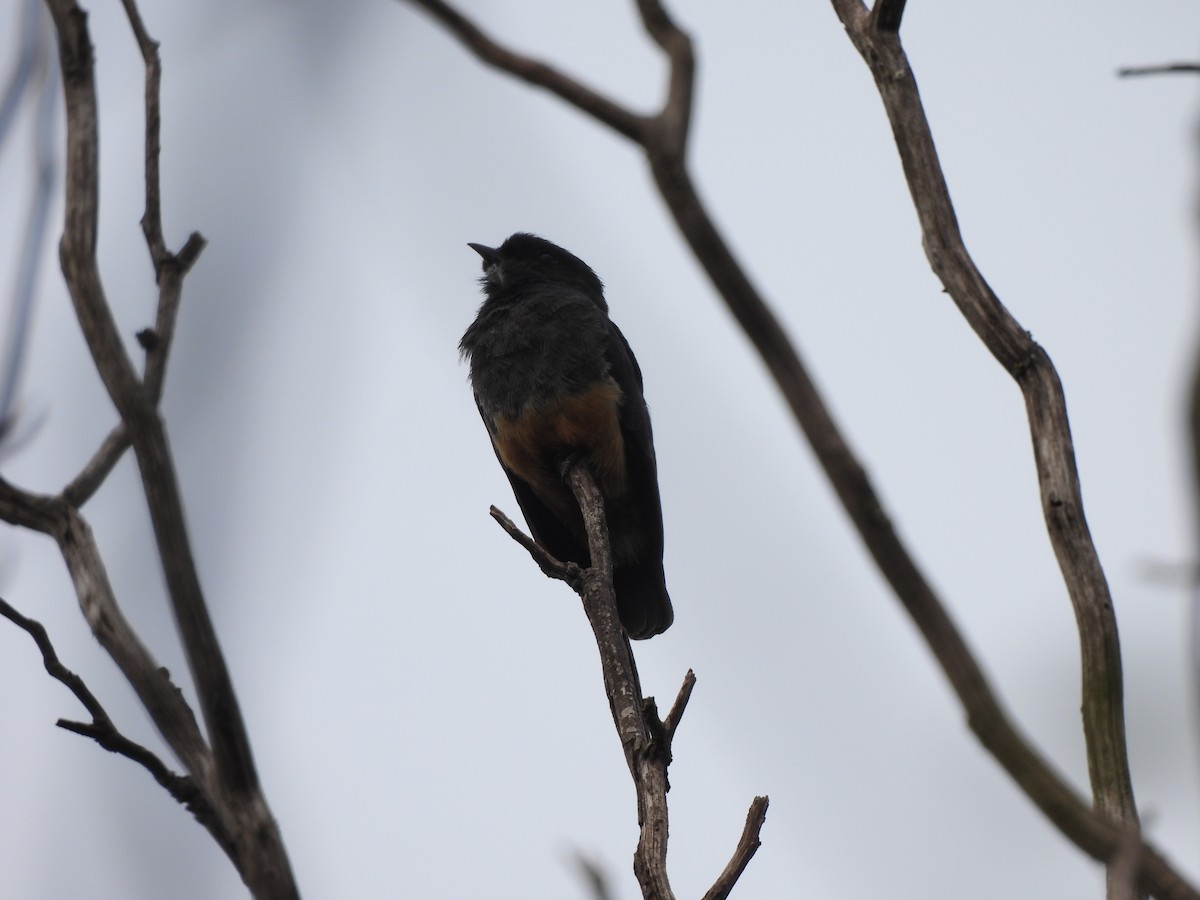 Swallow-winged Puffbird - ML614008940