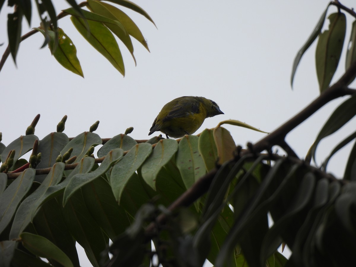 Violaceous Euphonia - ML614008948