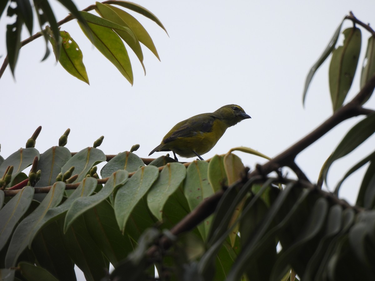 Violaceous Euphonia - ML614008949
