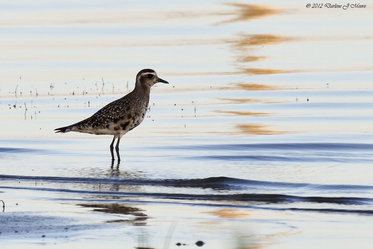 American Golden-Plover - Darlene J McNeil