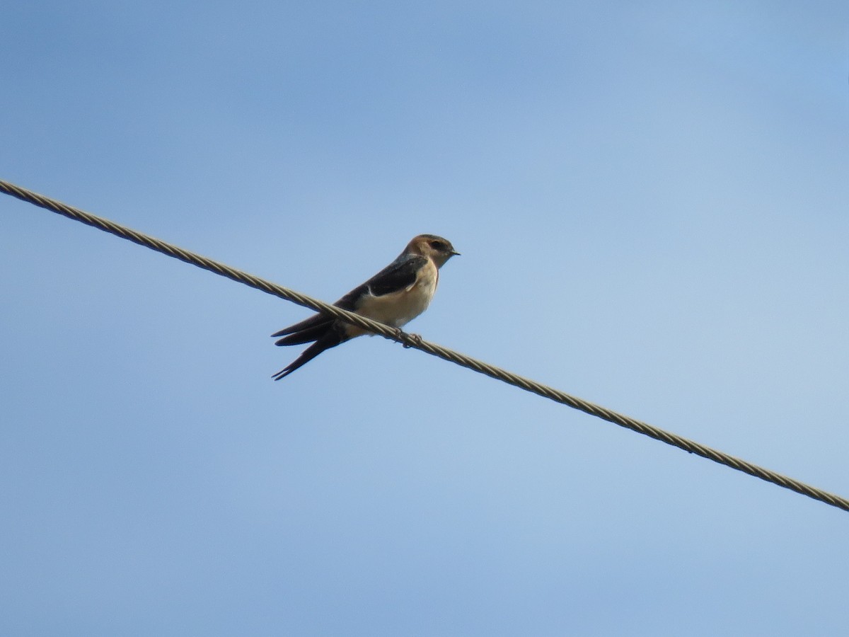 Barn Swallow - ML614008992