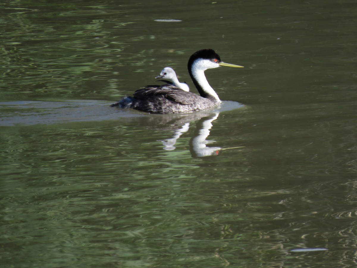 Western Grebe - ML61400901