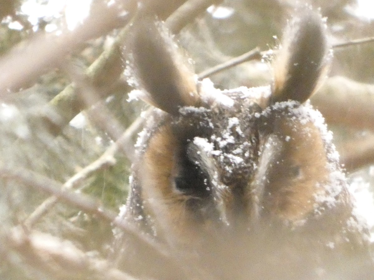 Long-eared Owl - ML614009061