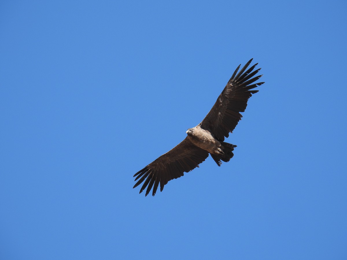 Andean Condor - ML614009065