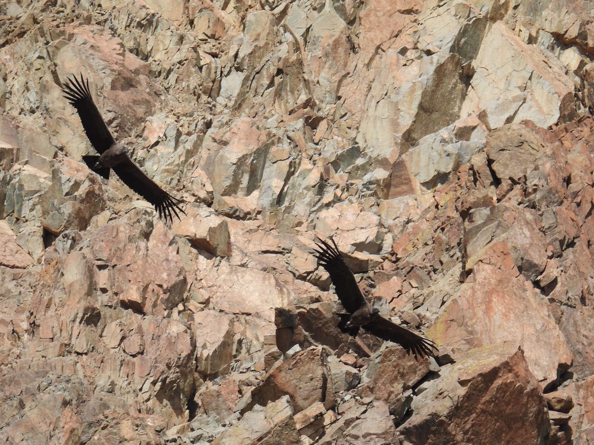Andean Condor - ML614009074