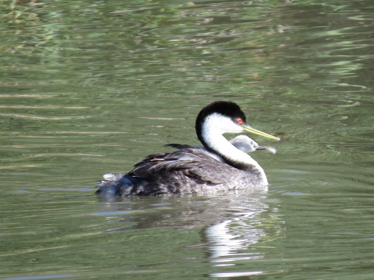 Western Grebe - ML61400911