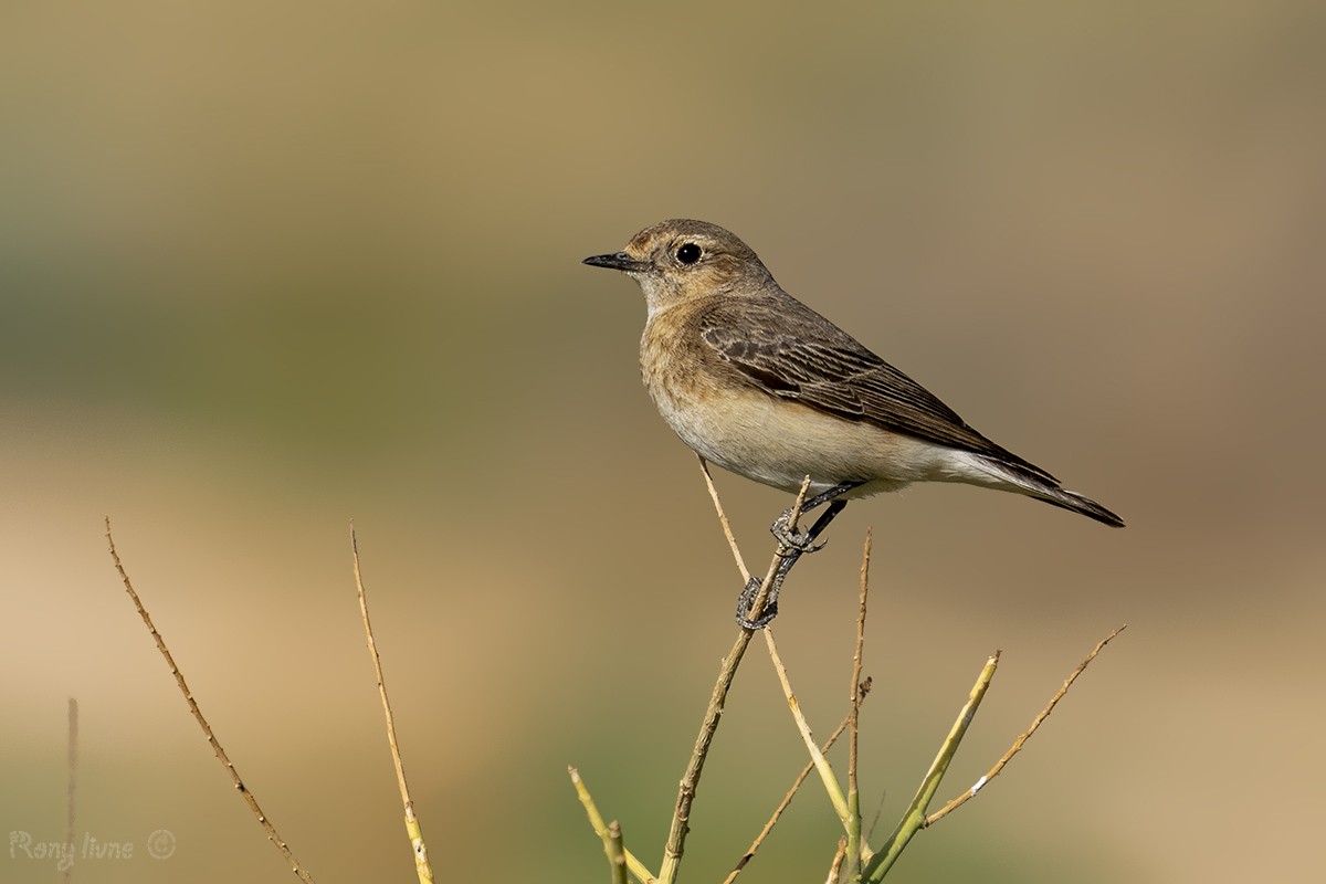 Pied Wheatear - ML614009152