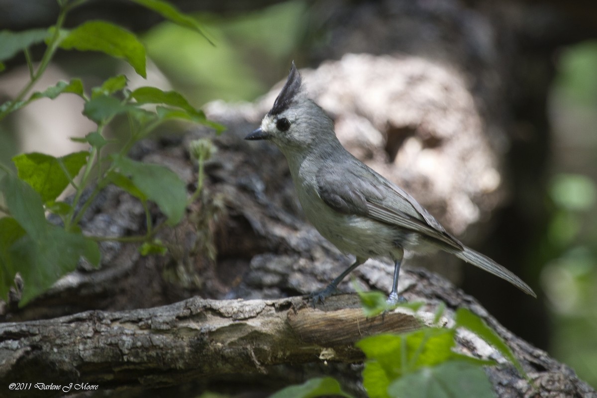 Black-crested Titmouse - ML614009239