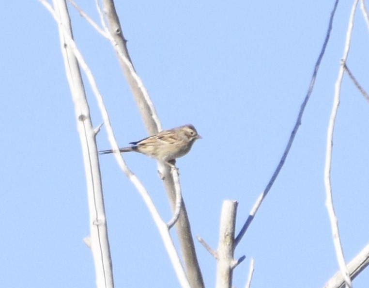 Clay-colored/Brewer's Sparrow - Austin Young