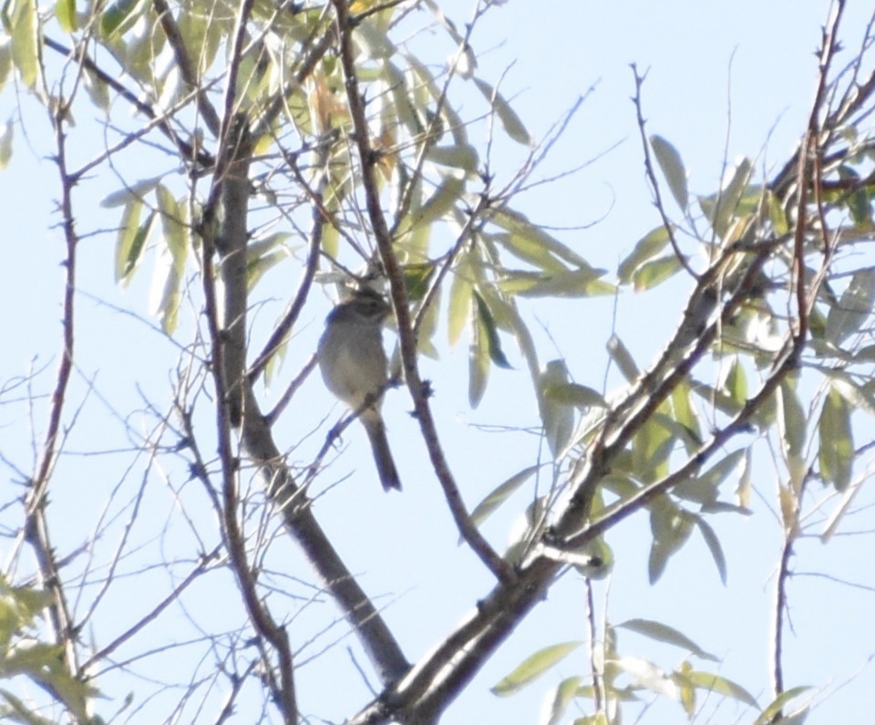 Clay-colored/Brewer's Sparrow - Austin Young