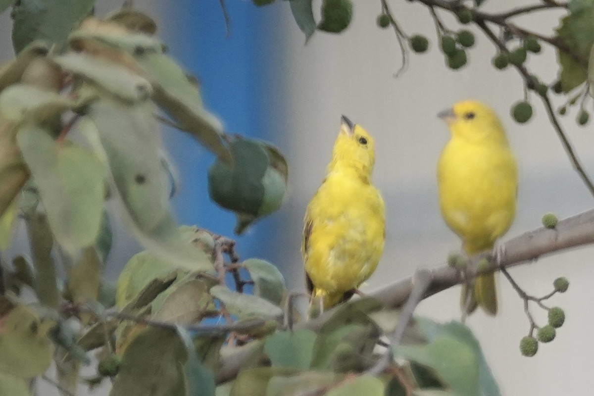 Saffron Finch - Jenn Megyesi