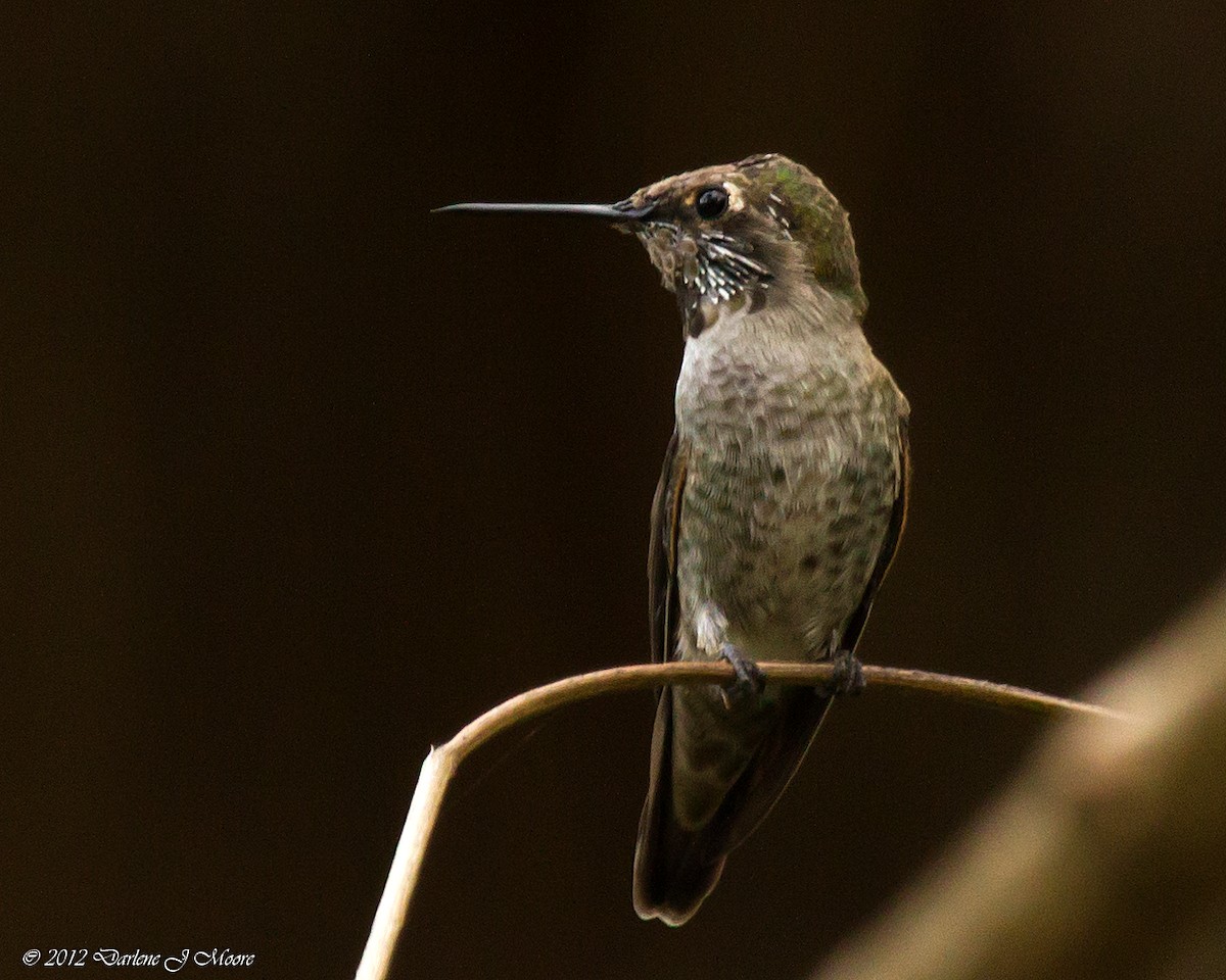 Anna's Hummingbird - Darlene J McNeil