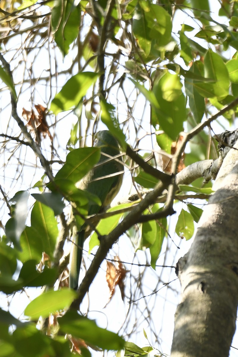 Blue-bearded Bee-eater - ML614009445