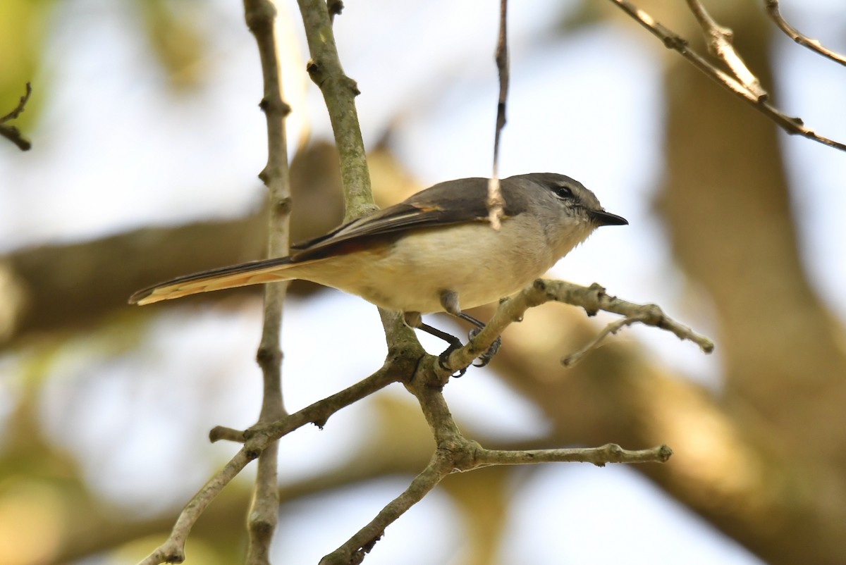 Small Minivet - ML614009447