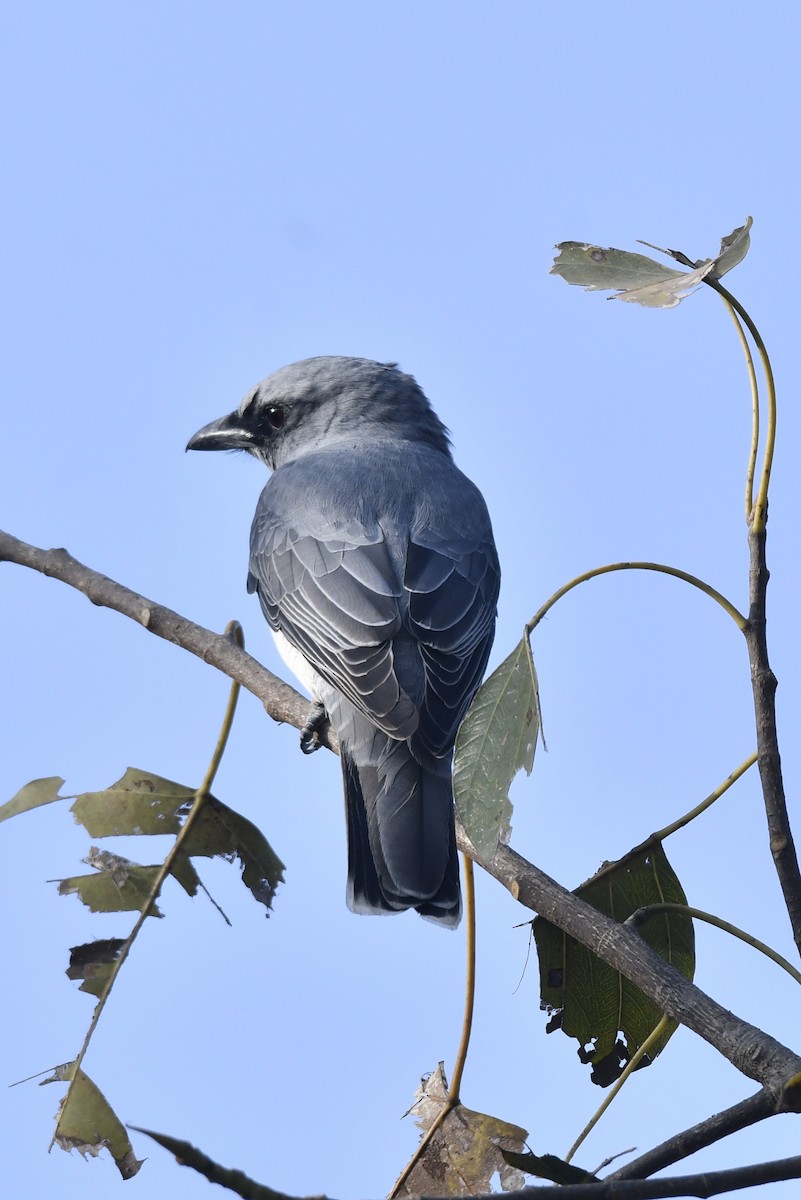 Indian Cuckooshrike - ML614009448