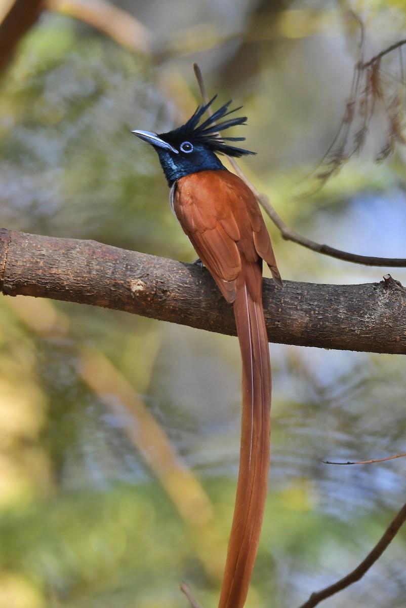 Indian Paradise-Flycatcher - ML614009449