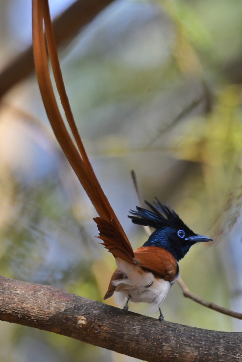 Indian Paradise-Flycatcher - ML614009450