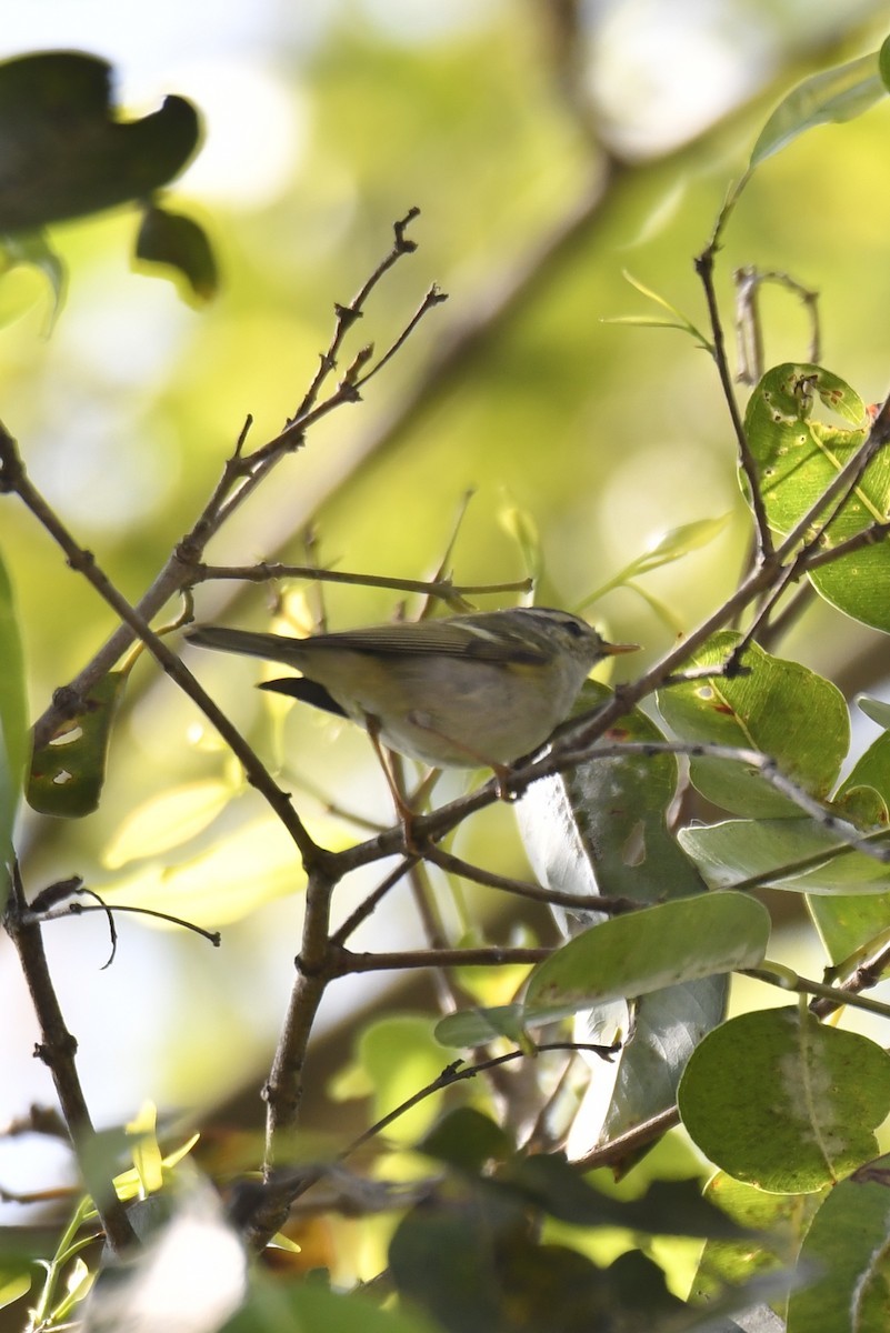 黃眉柳鶯 - ML614009451
