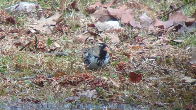 Harris's Sparrow - ML614009452