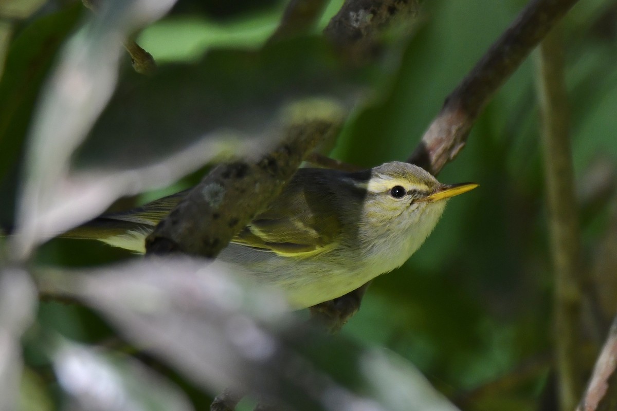 Western Crowned Warbler - ML614009458