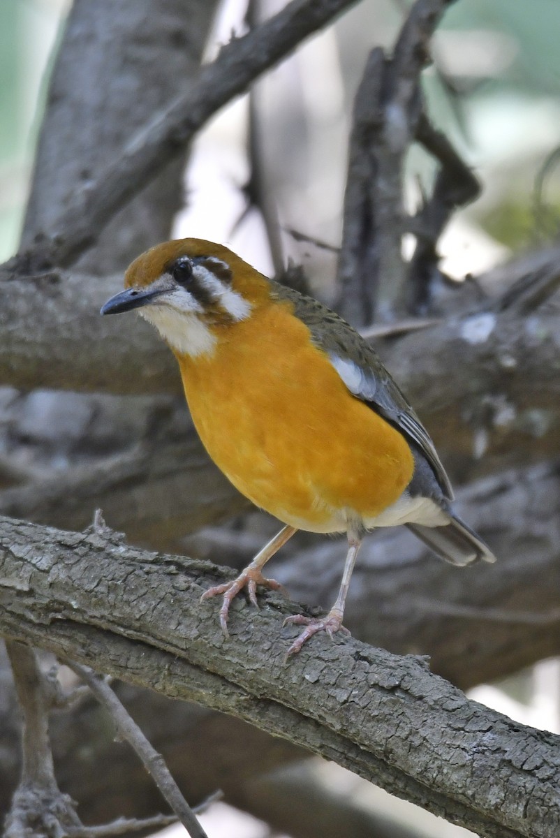 橙頭地鶇 - ML614009462